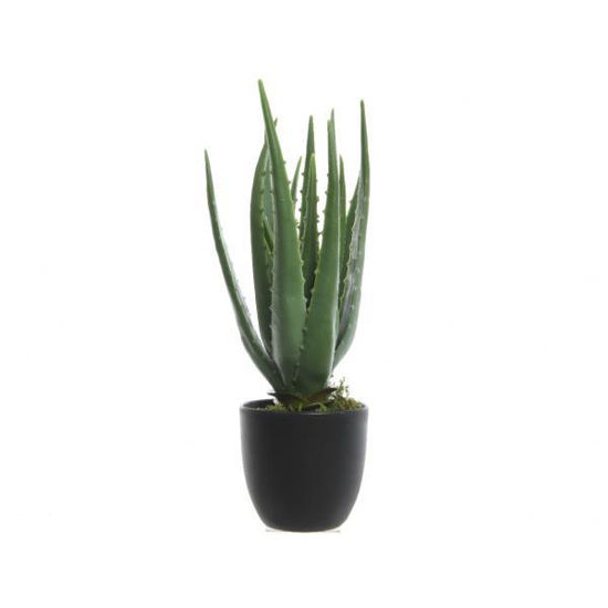 kaem800789-planta-aloe-vera-maceta