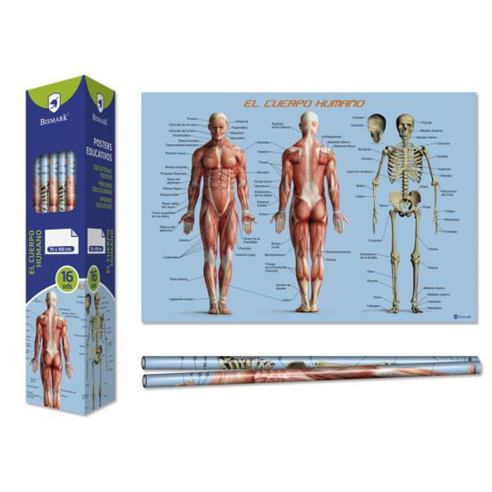 poes328695-poster-cuerpo-humano-70x