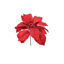 kaem687072-flor-de-pascua-roja-clip