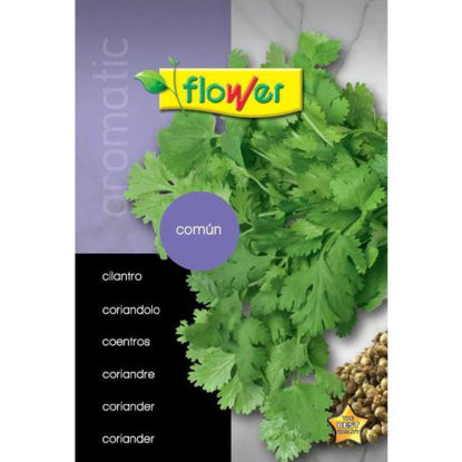 ower150363-semilla-cilantro