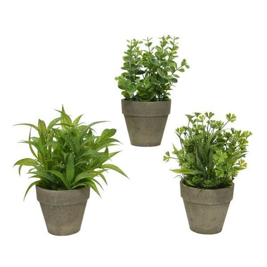 kaem800295-planta-c-maceta-20x25cm-