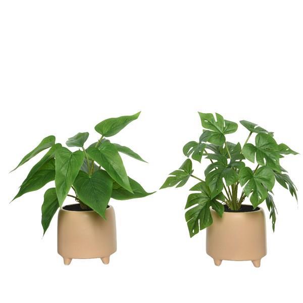 Autorizar Palmadita todo lo mejor MACETA C/PLANTA STDO 2 MODELOS ≫ Plasticosur