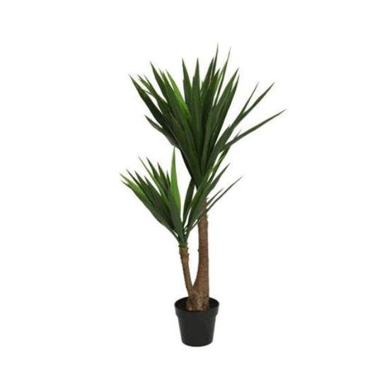 kaem801224-yucca-maceta