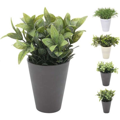 koop317002070-maceta-c-planta-11cm-