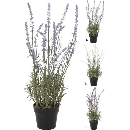 koop317221150-planta-lavanda-c-mace