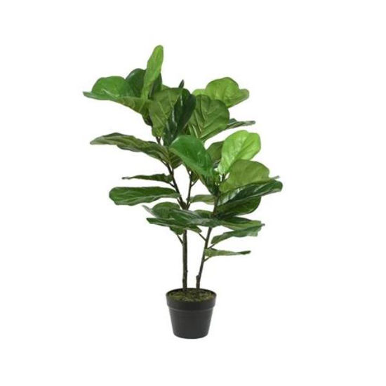 kaem800806-ficus-54x97cm-c-maceta