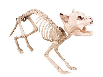 bola72156-esqueleto-gato-60cm-hallo