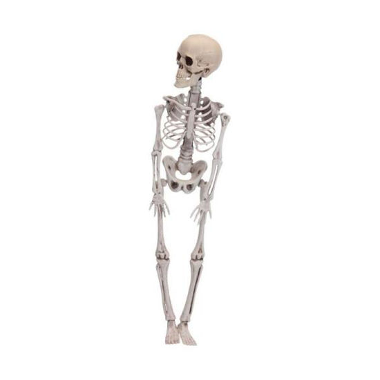 koop491102980-figura-esqueleto-hall