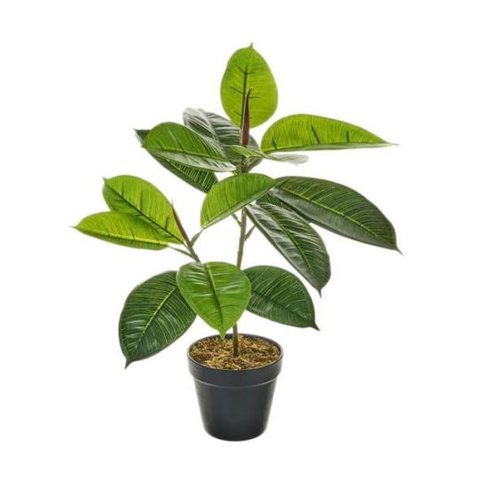 unim801083-planta-ficus-pe-30x30x30