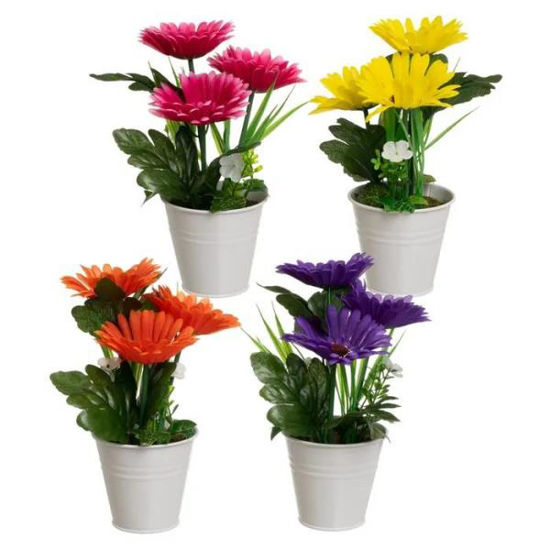 unim804910-planta-gerbera-paliester