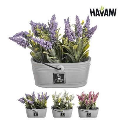 nahu8147-maceta-c-asa-lavanda-stdo-