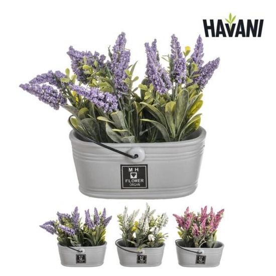 nahu8147-maceta-c-asa-lavanda-stdo-