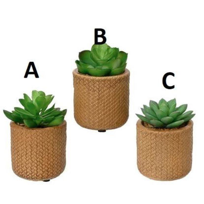 kaem809279-planta-succulenta-c-mace