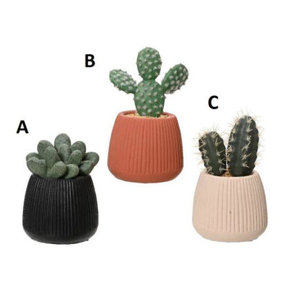 kaem808448-cactus-c-maceta-stdo-3-m