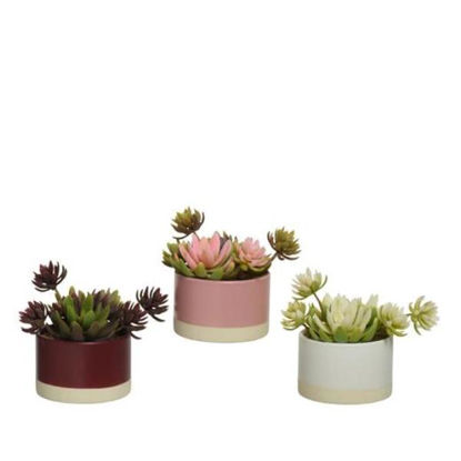 kaem800516-planta-suculenta-c-macet