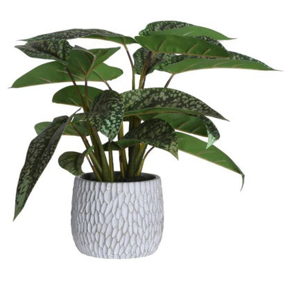 koop318001090-planta-syngonium-39cm