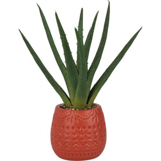 koopnb1720150-maceta-aloe-vera-9x28