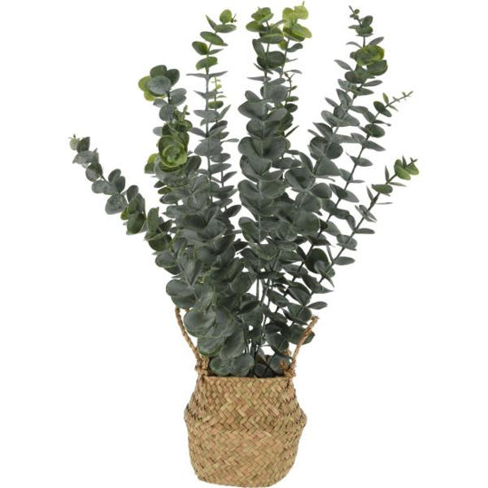 koop317221190-planta-eucalipto-c-ce