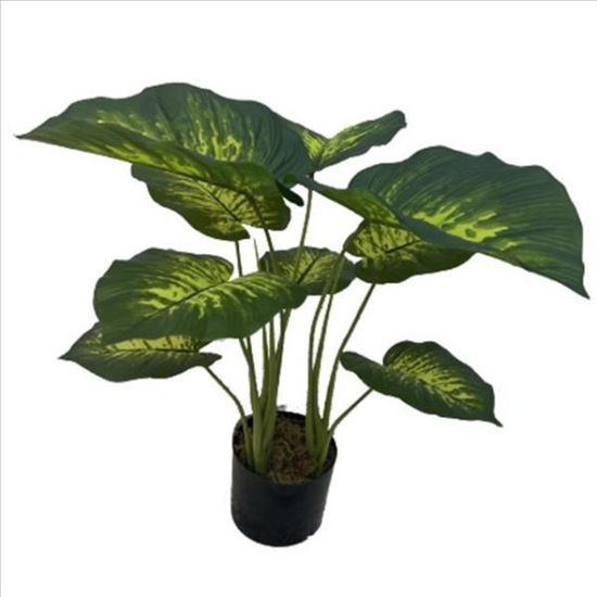 weay2892015-planta-c-maceta-60cm