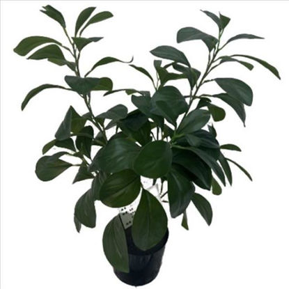 weay2892007-planta-c-maceta-56cm