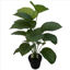 weay2892003-planta-c-maceta-68cm