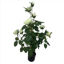 weay2892104-planta-c-flor-y-maceta-