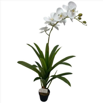 weay289210001-planta-c-flor-y-macet