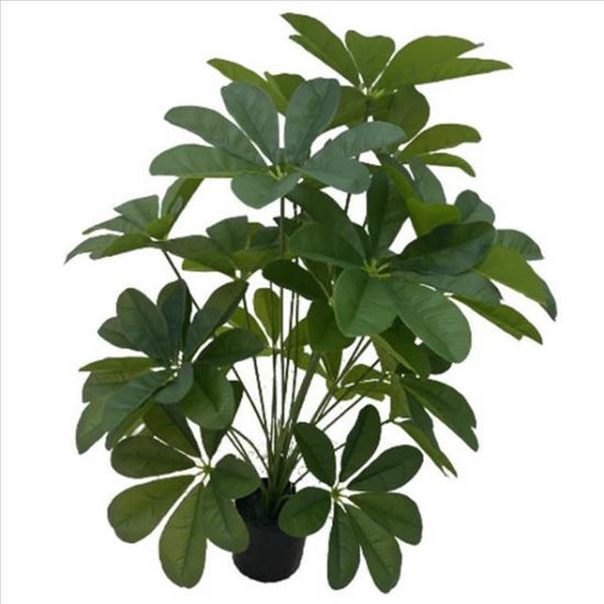 weay2892014-planta-c-maceta-75cm