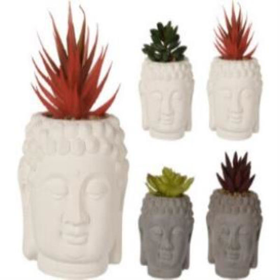 koophz1951150-maceta-c-planta-stdo-