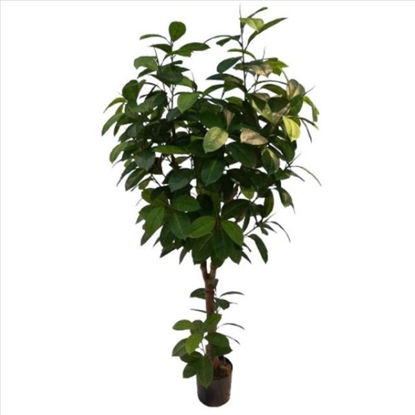 weay289203604-planta-180cm-c-maceta