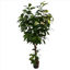 weay289203604-planta-180cm-c-maceta