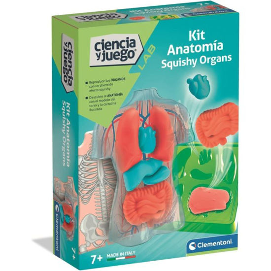 clem55577-anatomia-squishy-organos