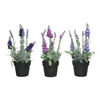 kaem800063-lavanda-stdo-3-colores
