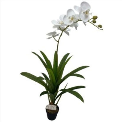 weay289210001-planta-c-flor-y-macet