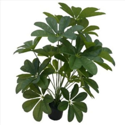 weay2892014-planta-c-maceta-75cm