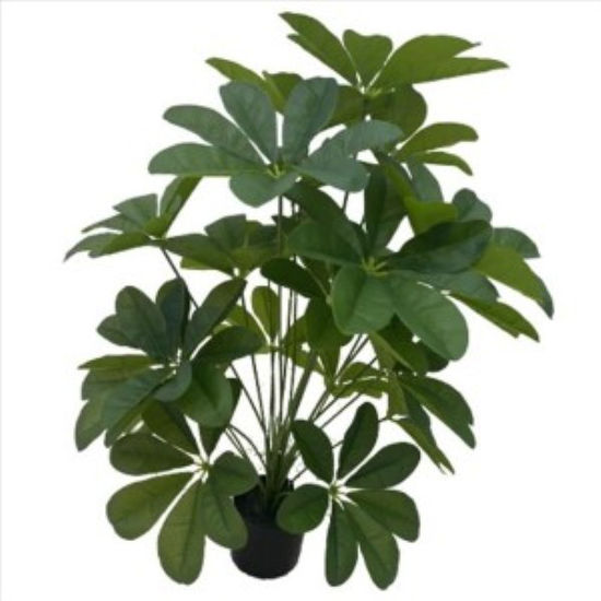 weay2892014-planta-c-maceta-75cm