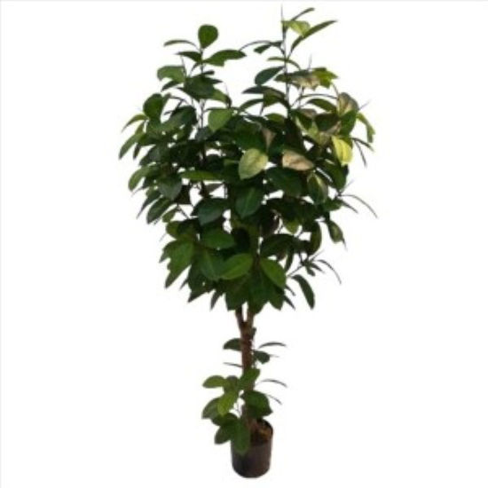 weay289203604-planta-180cm-c-maceta