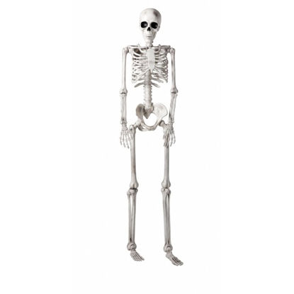 koop477900090-esqueleto-165cm-decor