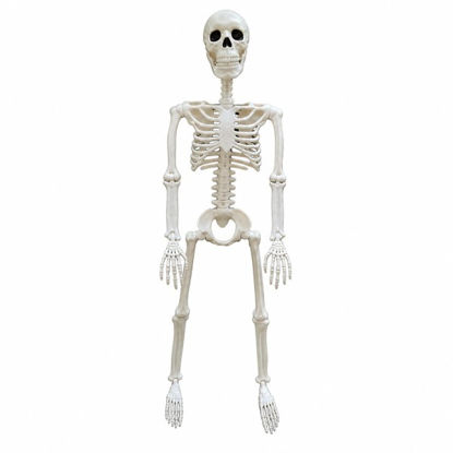 weay1862301b-esqueleto-halloween-90