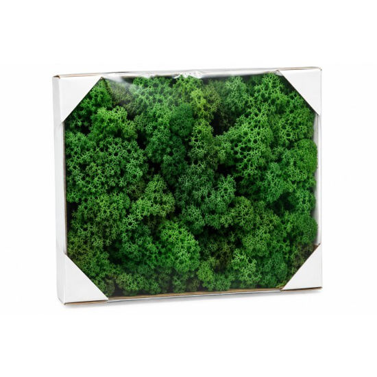 tole1492-caja-musgo-tintado-100gr