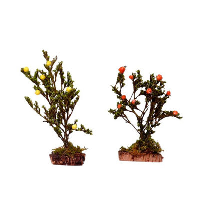 belec11624-arbusto-12cm-sdos-c11624