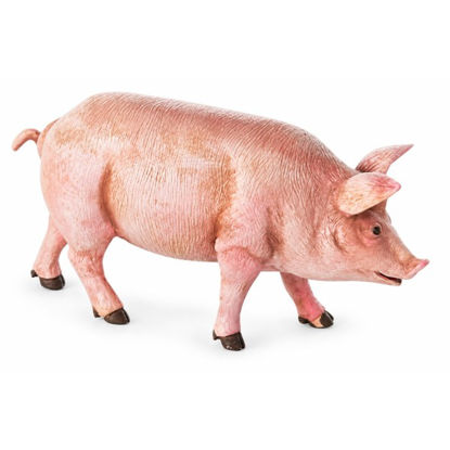 oliv653-cerdo