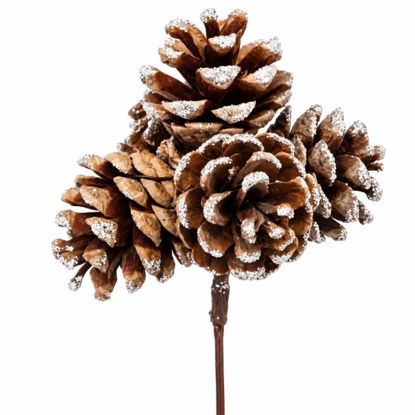 denafa39528-pick-5-pinas-natural-pl