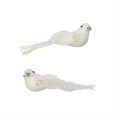 kaem703784-pajaro-blanco-iridiscent