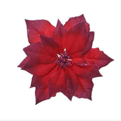 kaem708079-flor-pascua-c-borde-de-b